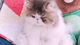 萌宠夫人的诱惑,治愈系宠物日常